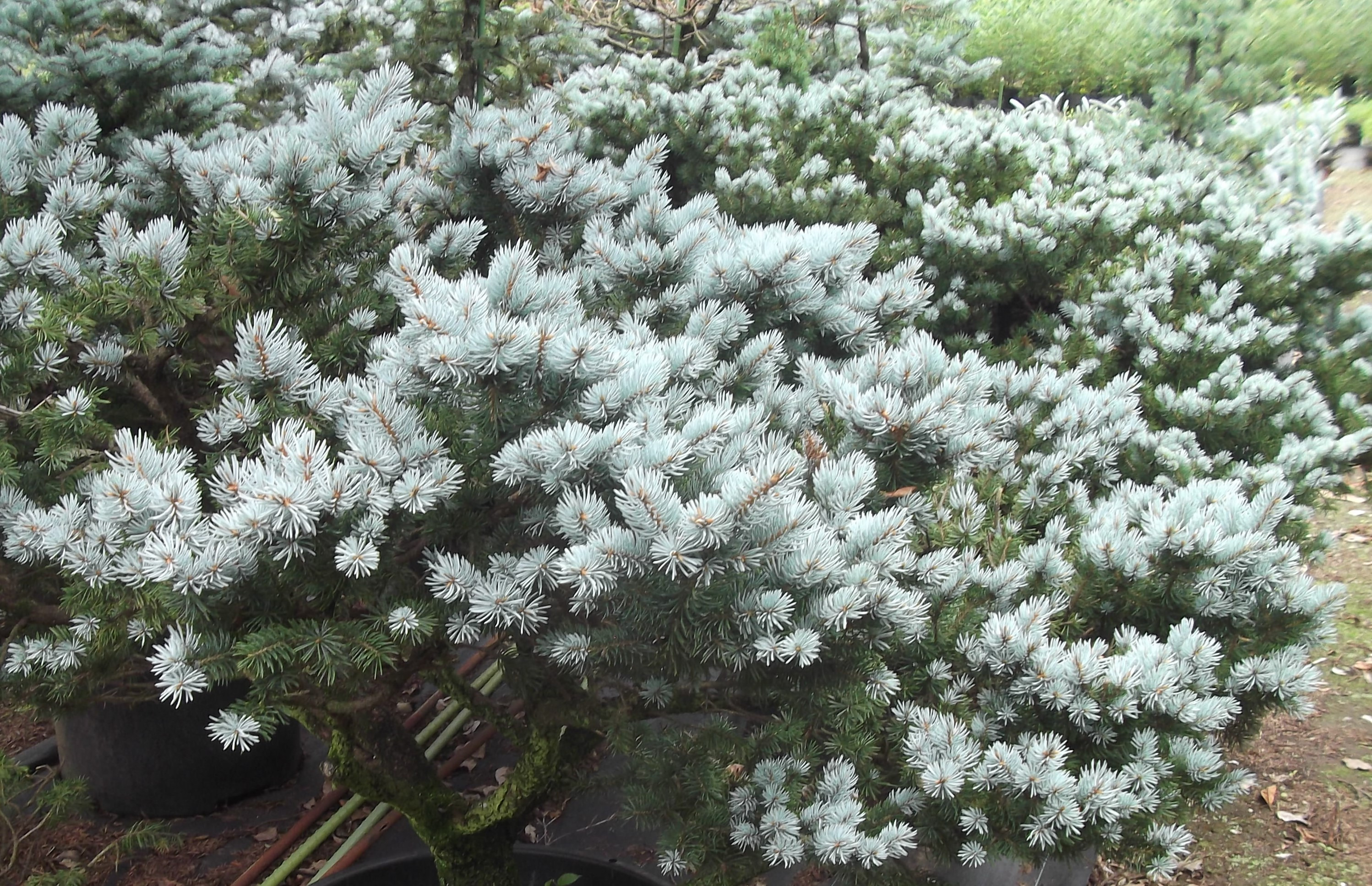 プンゲンストウヒ グラウカグロボーサ エアーポット鉢植え 苗木