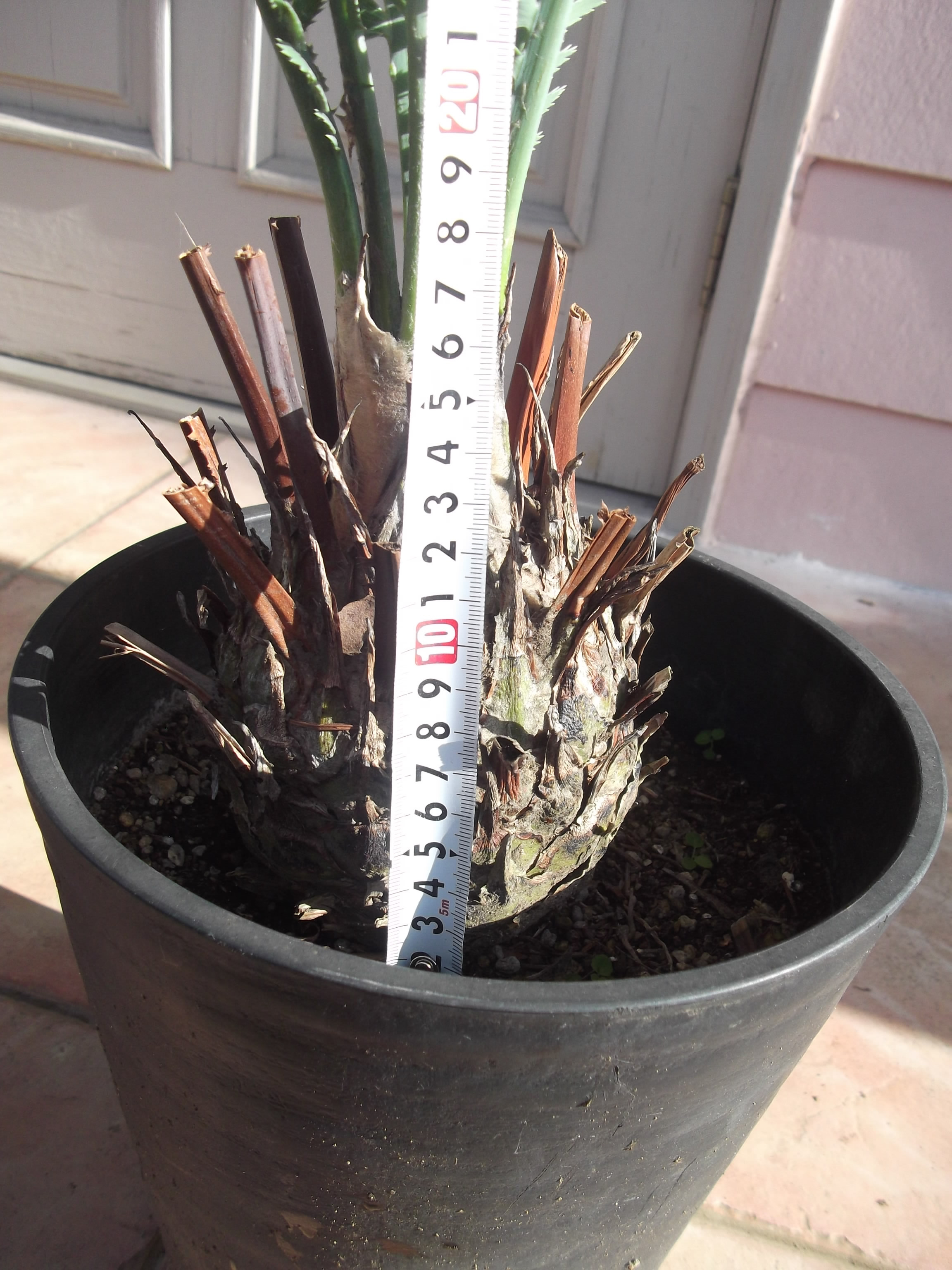 サイカス ディオーン スピヌロスム - ポプシーシルバーリーフ