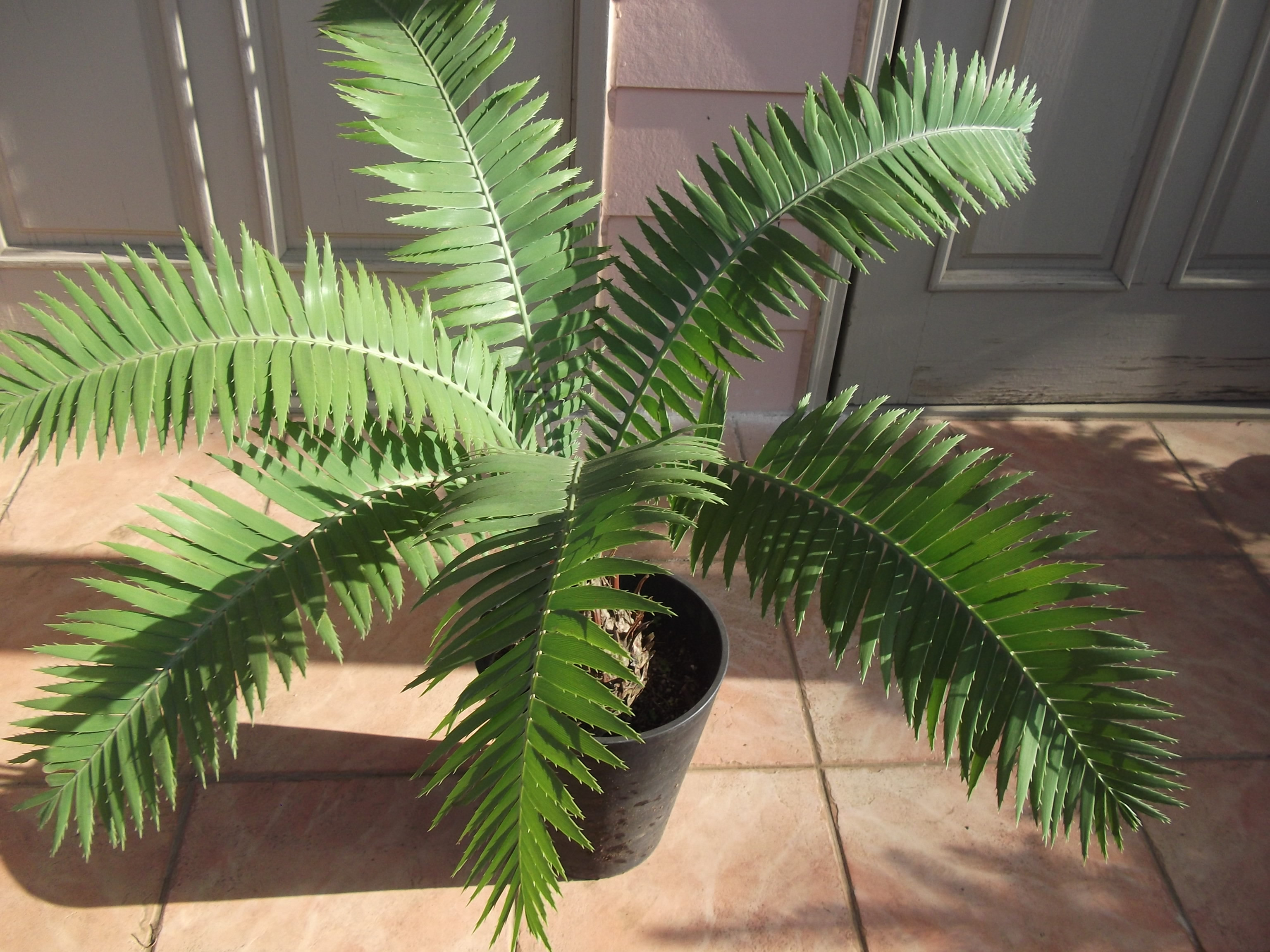 【現品】サイカス・ディオーン・スペヌローサム　スピヌローサム　7号　７K番 現品】サイカス・ディオーン・スペヌローサム スピヌローサム 7号 7K