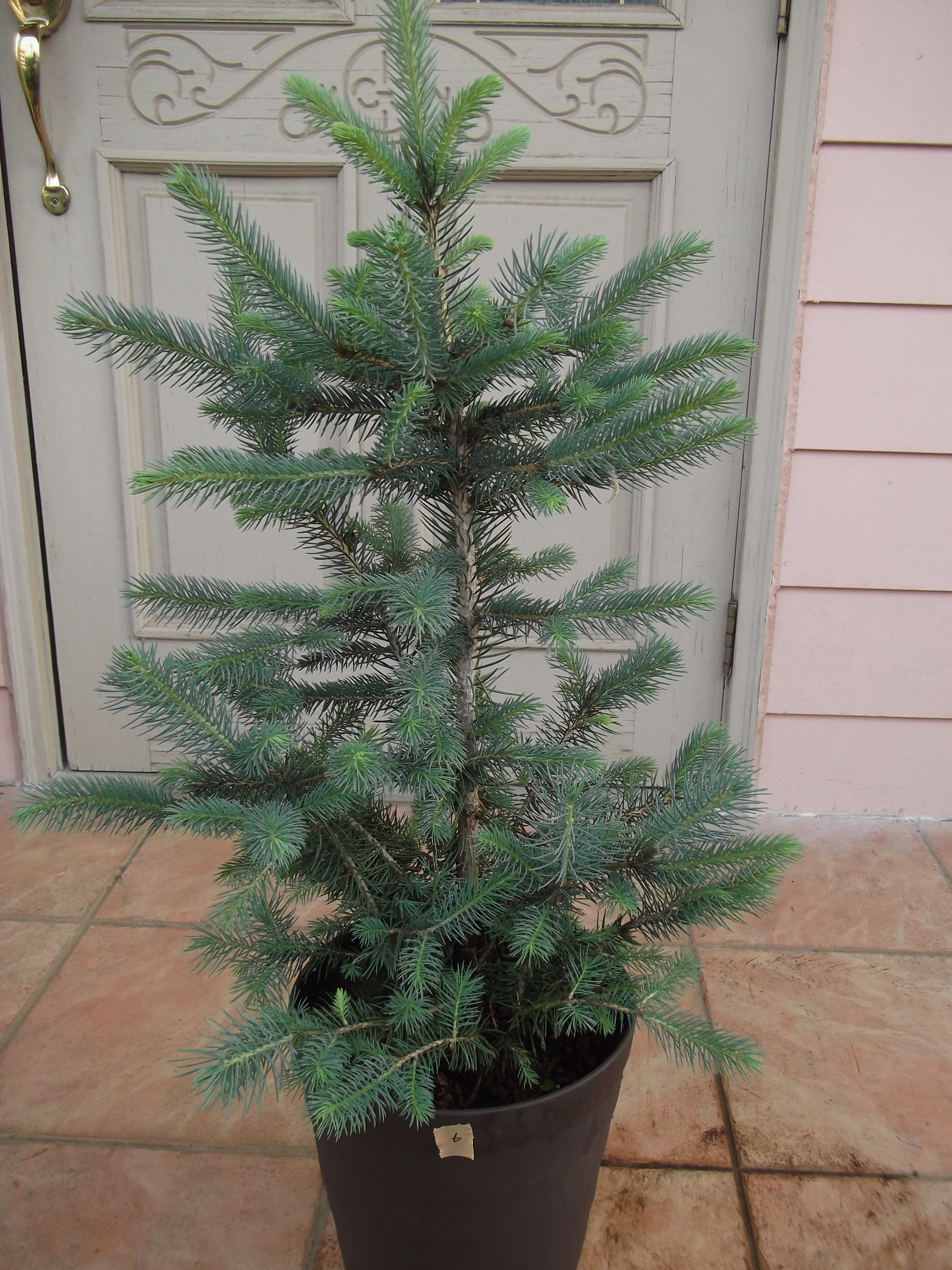 ピセア プンゲンス ホプシー 銀青 クリスマス ツリー 針葉樹 ピセア プンゲンス ホプシー 銀青 クリスマス ツリー 針葉樹 ピセア