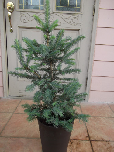 34 割引グリーン系国内外の人気 Xmas プンゲンストウヒ スーパーブルー テラコッタ鉢植え クリスマスツリー 植物 観葉植物 インテリア 住まい 小物グリーン系 Compucenter Pe