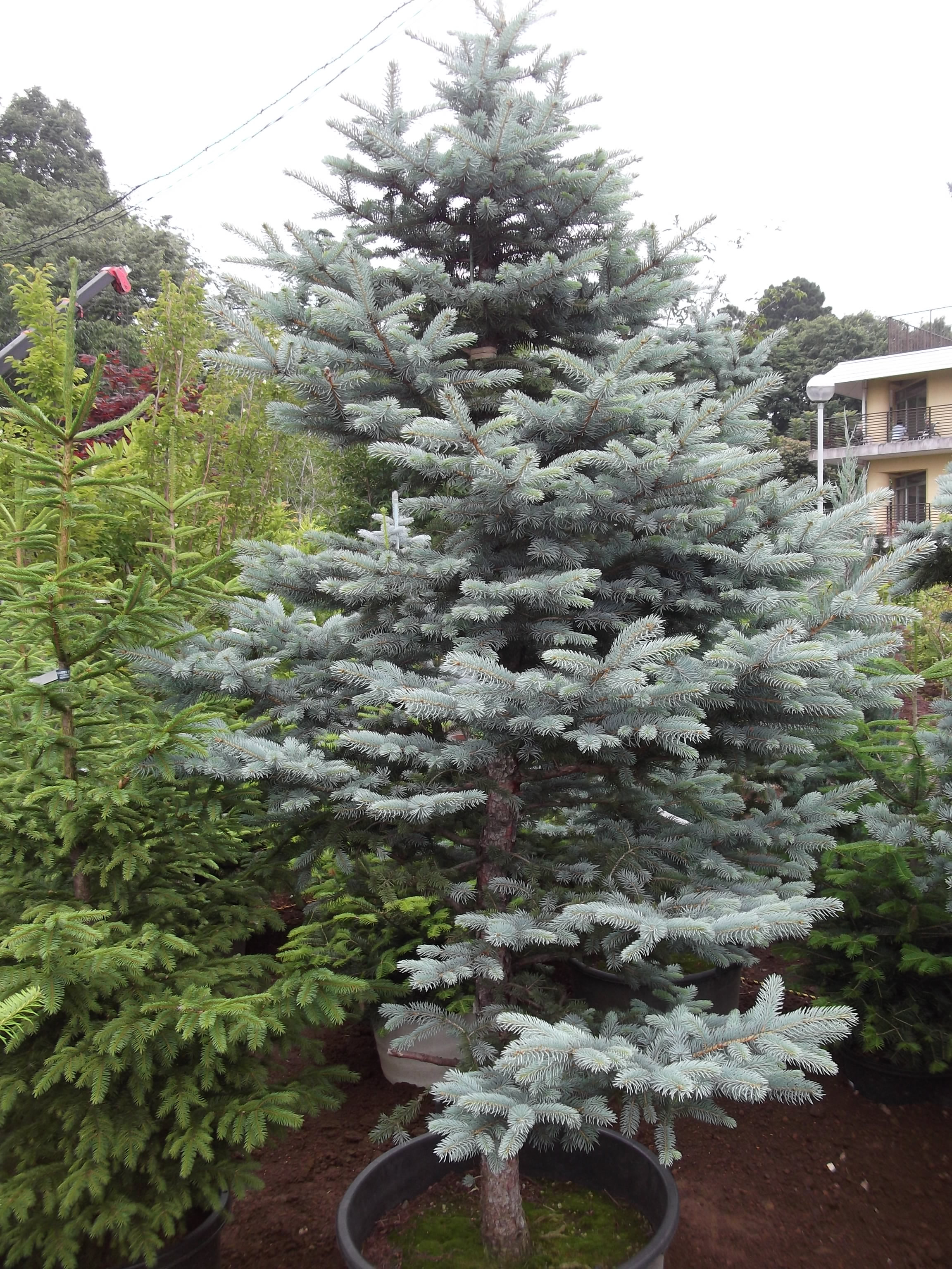 商品画像 > ピセア プンゲンス ファットアルバート - ポプシーシルバー