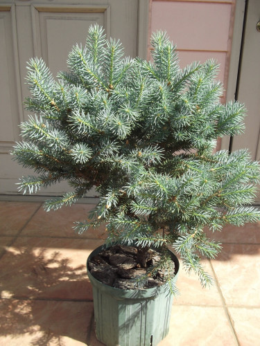 Picea pungens Corbet