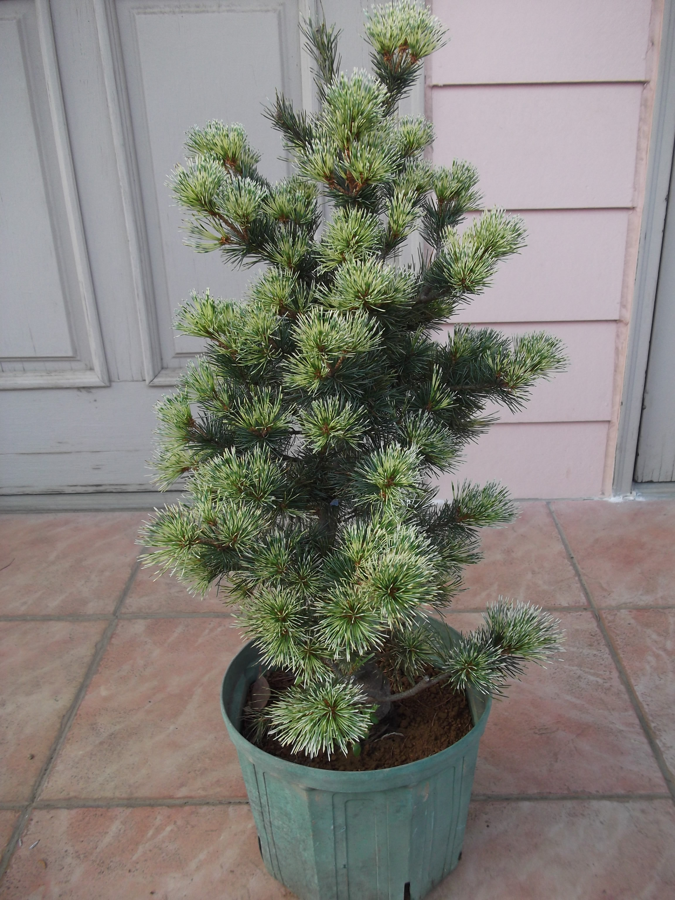 蛇の目松　斑入り　6号鉢つき　大株❗　⑤ 蛇の目松 斑入り 6号鉢つき 大株❗ ⑤ 蛇の目松 斑入り 6号