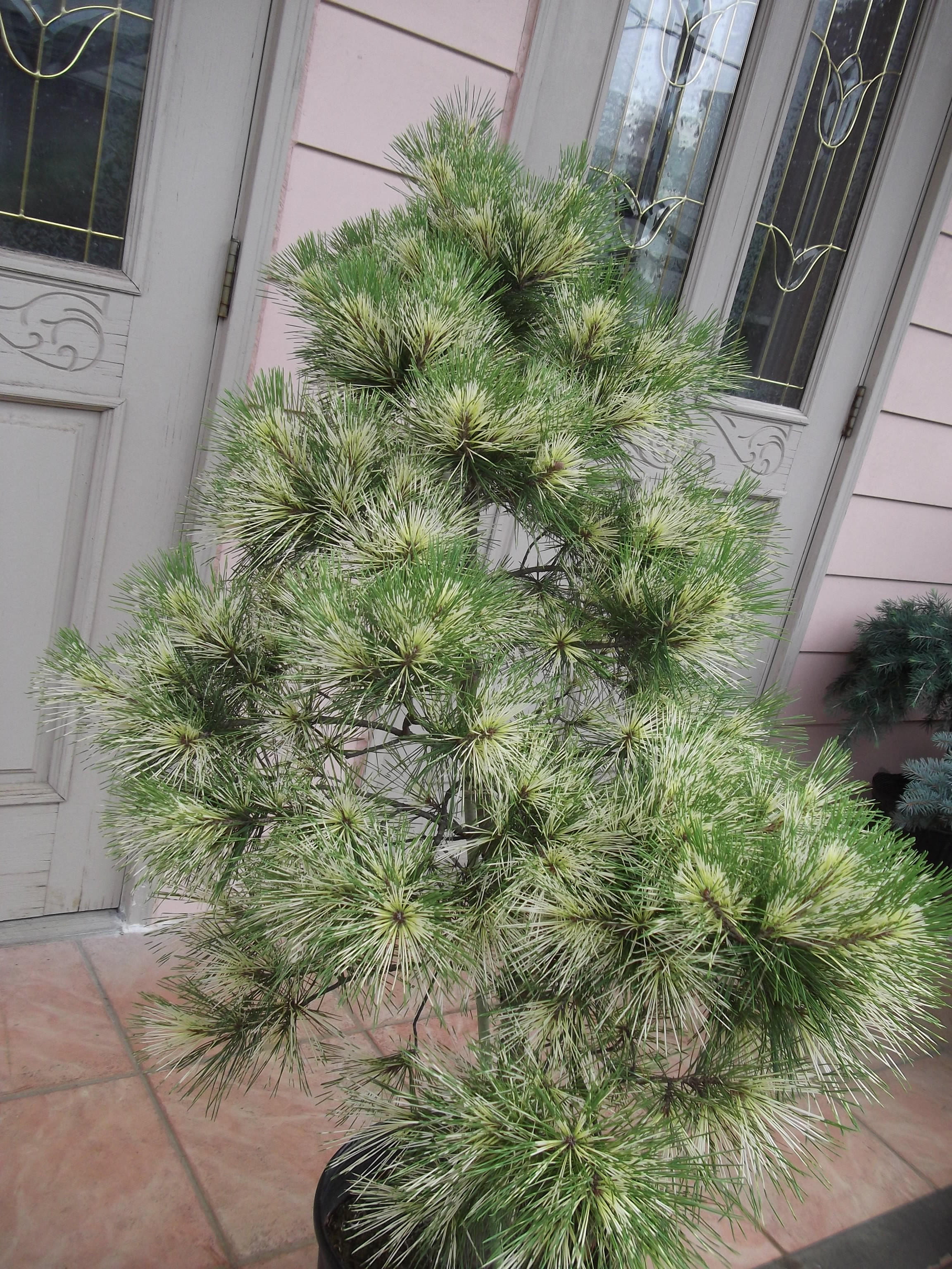 斑入り松ジャノメマツ◇錦ドライガーデン アガベ ユッカ ハビタット