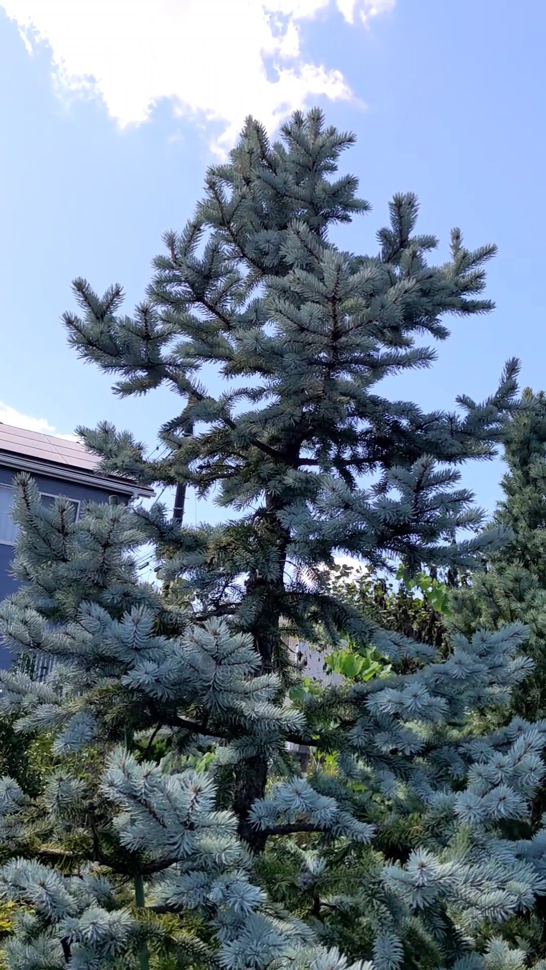 グロボーサ Picea pungens Globosa NO.23-3 - 観葉植物