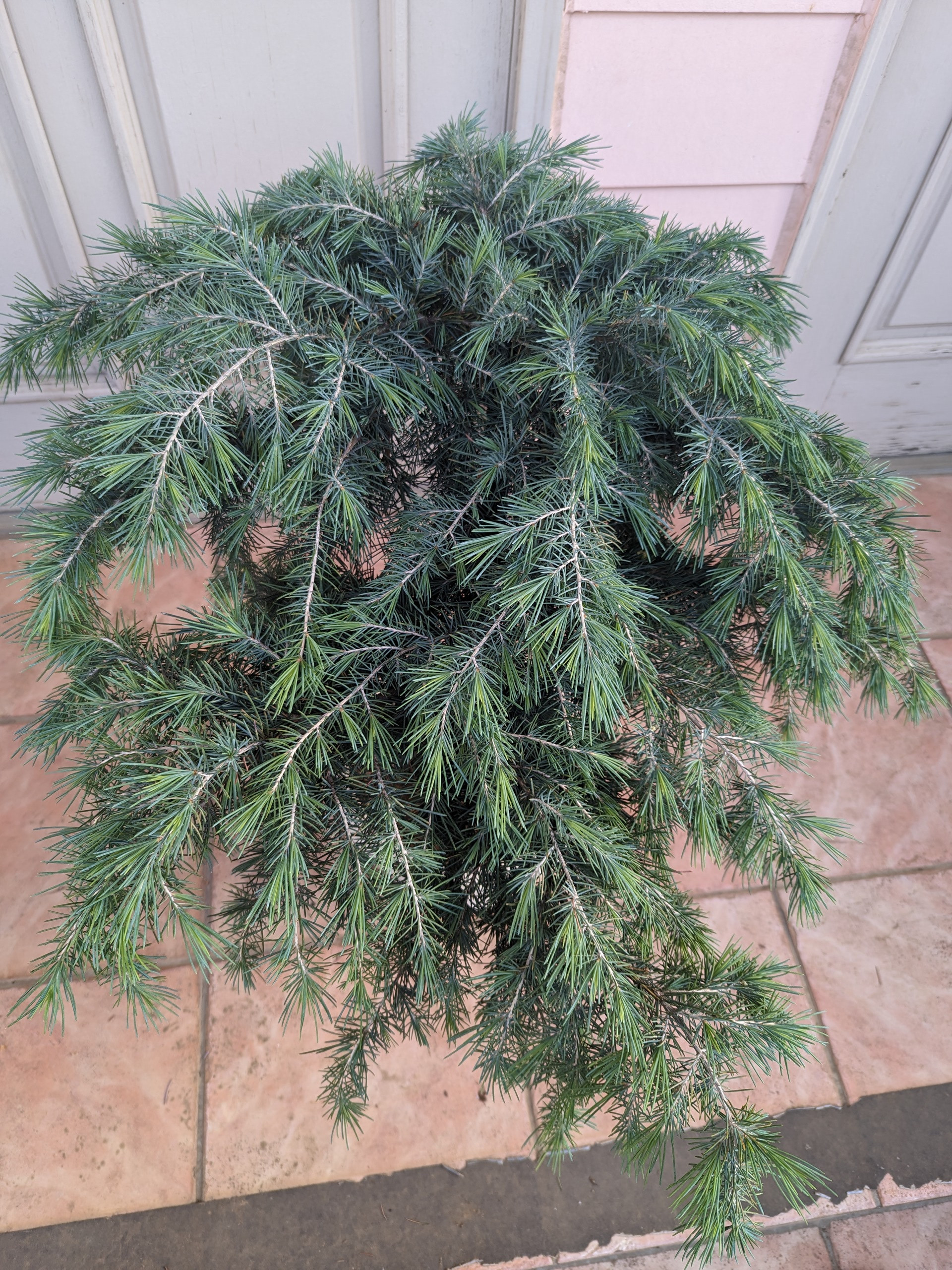 ヒマラヤスギ フィーリンブルー｜ヒマラヤスギ フィーリンブルー お 得