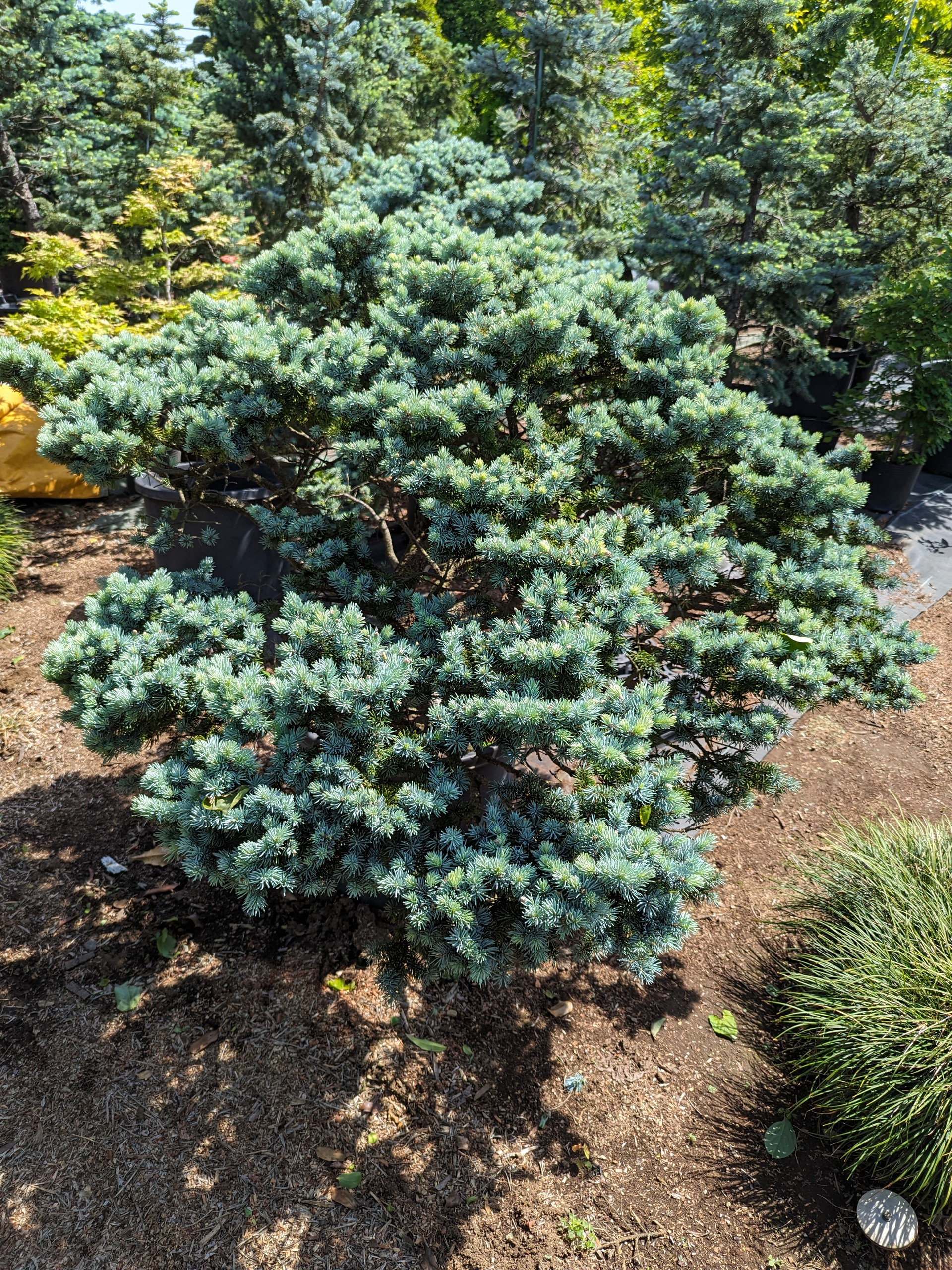 植木、庭木 【スーパーブルー ピセア・プンゲンストウヒ グラウカ