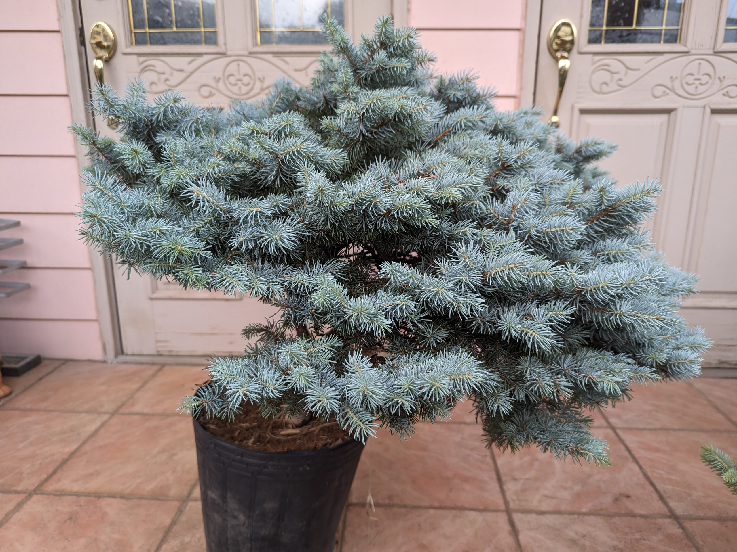 送料無料【スーパーブルー　ピセア・プンゲンストウヒ　グラウカグロボーサ】 植木、庭木 【スーパーブルー ピセア・プンゲンストウヒ グラウカ