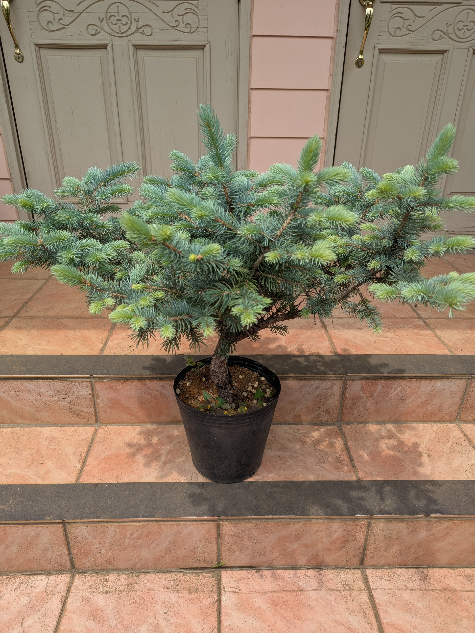 商品画像 > ピセア プンゲンス ファットアルバート - ポプシーシルバー