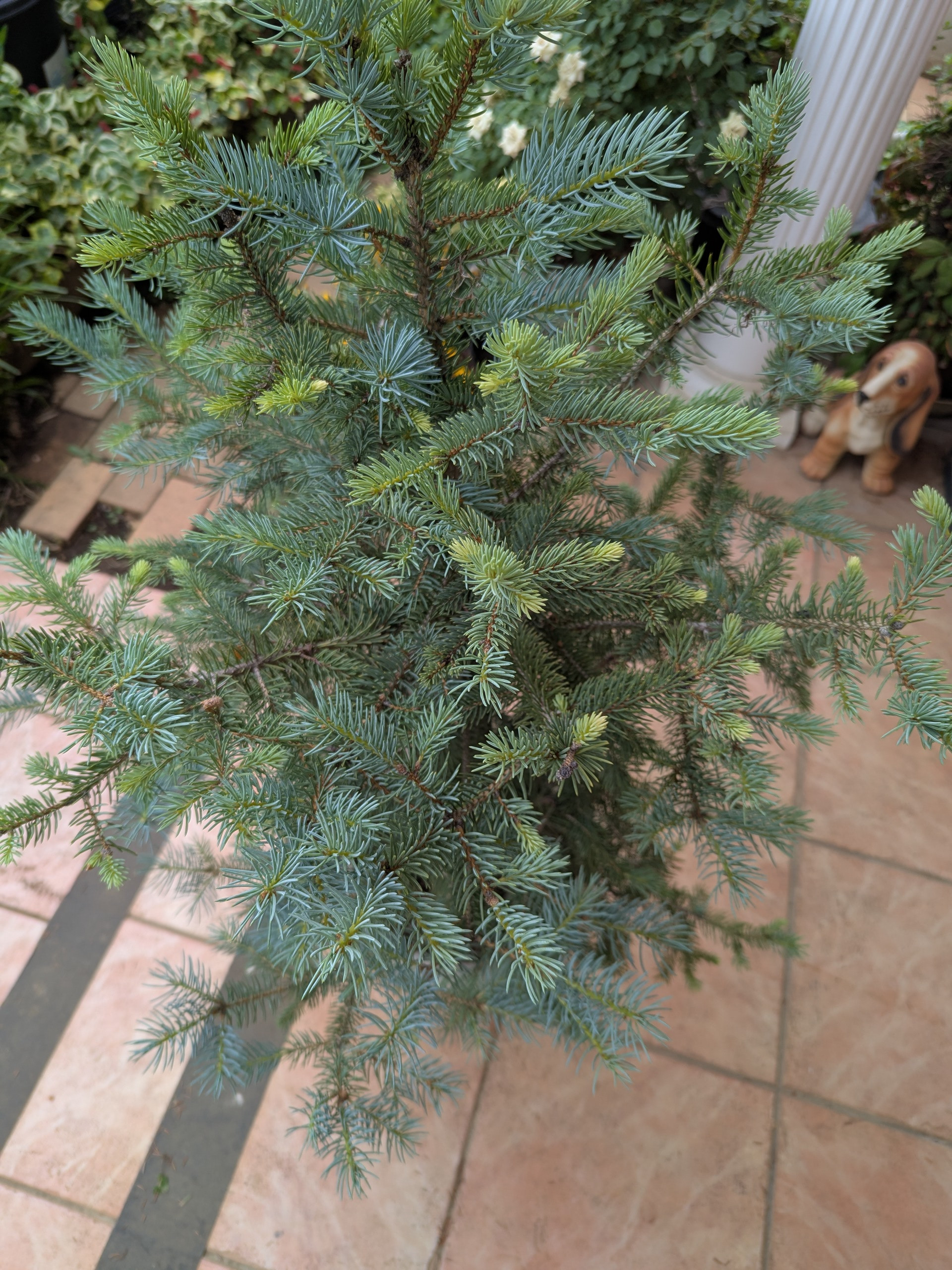 ②ピセアプンゲンス　スーパーブルー　クリスマスツリー　シルバーリーフ 白銀の青いクリスマスツリー 世界最高の幻想的クリスマスツリー