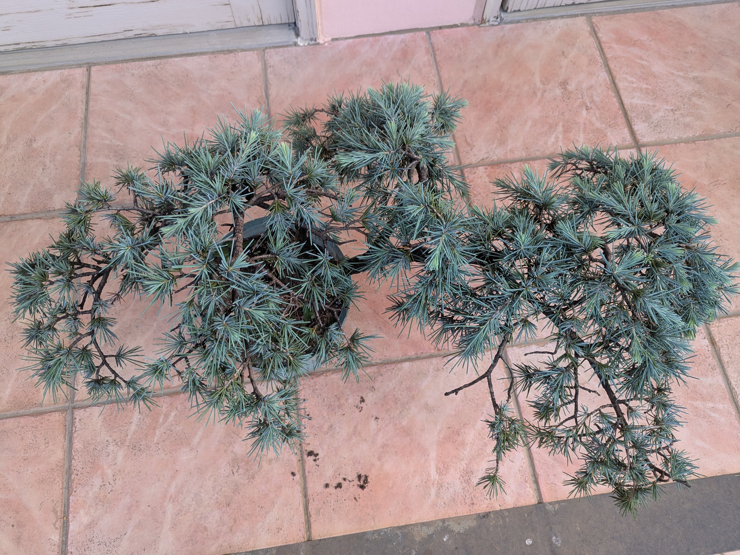 商品画像 > ヒマラヤスギ - ポプシーシルバーリーフ