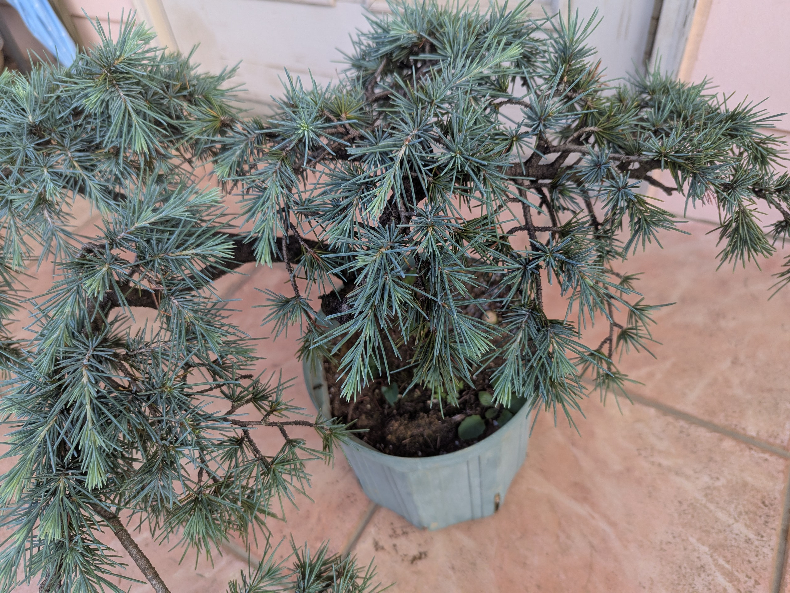 ヒマラヤスギ　フィーリンブルー 楽天市場】ヒマラヤスギ フィーリングブルー （ヒマラヤシーダー