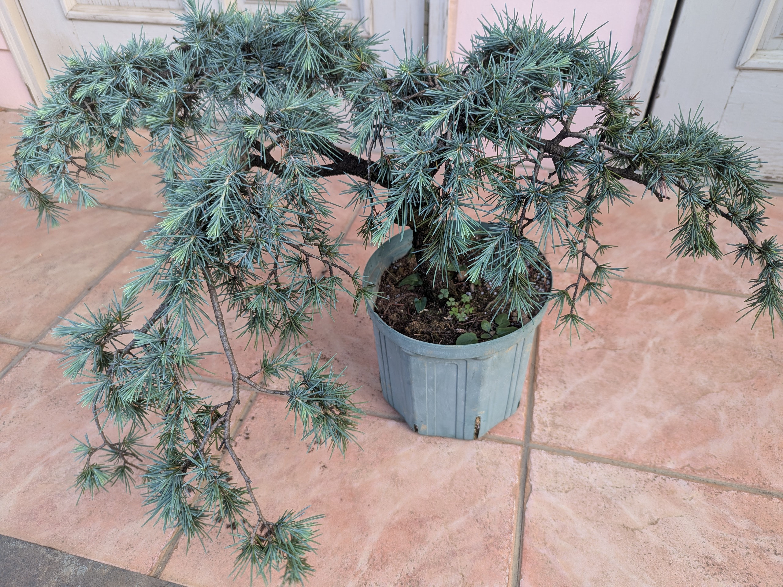 ヒマラヤスギ　フィーリンブルー ヒマラヤシーダー「フィーリングブルー」 | dukeのコニファー