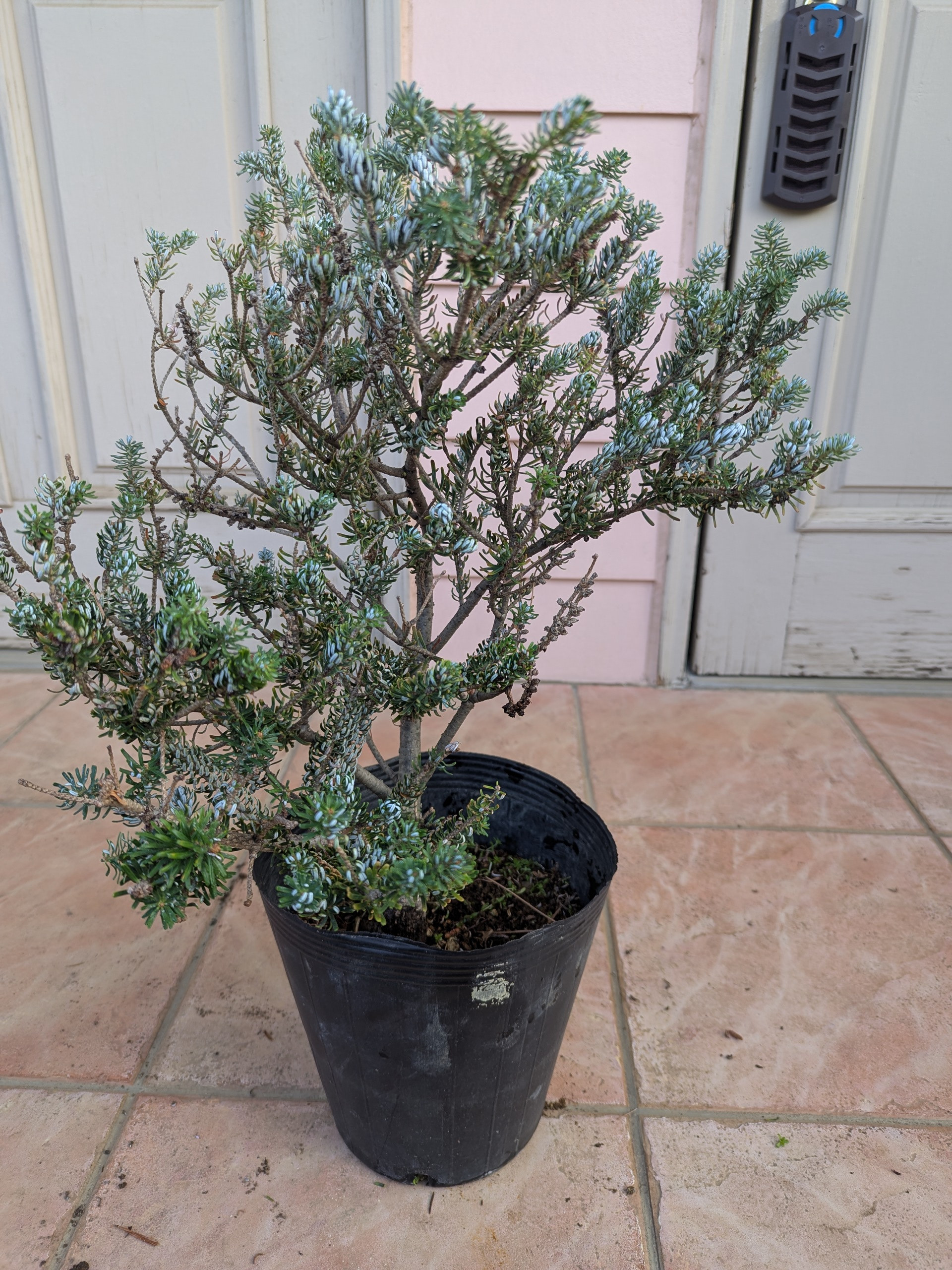 商品画像 > チョウセンシラベ シルバーロック - ポプシーシルバーリーフ