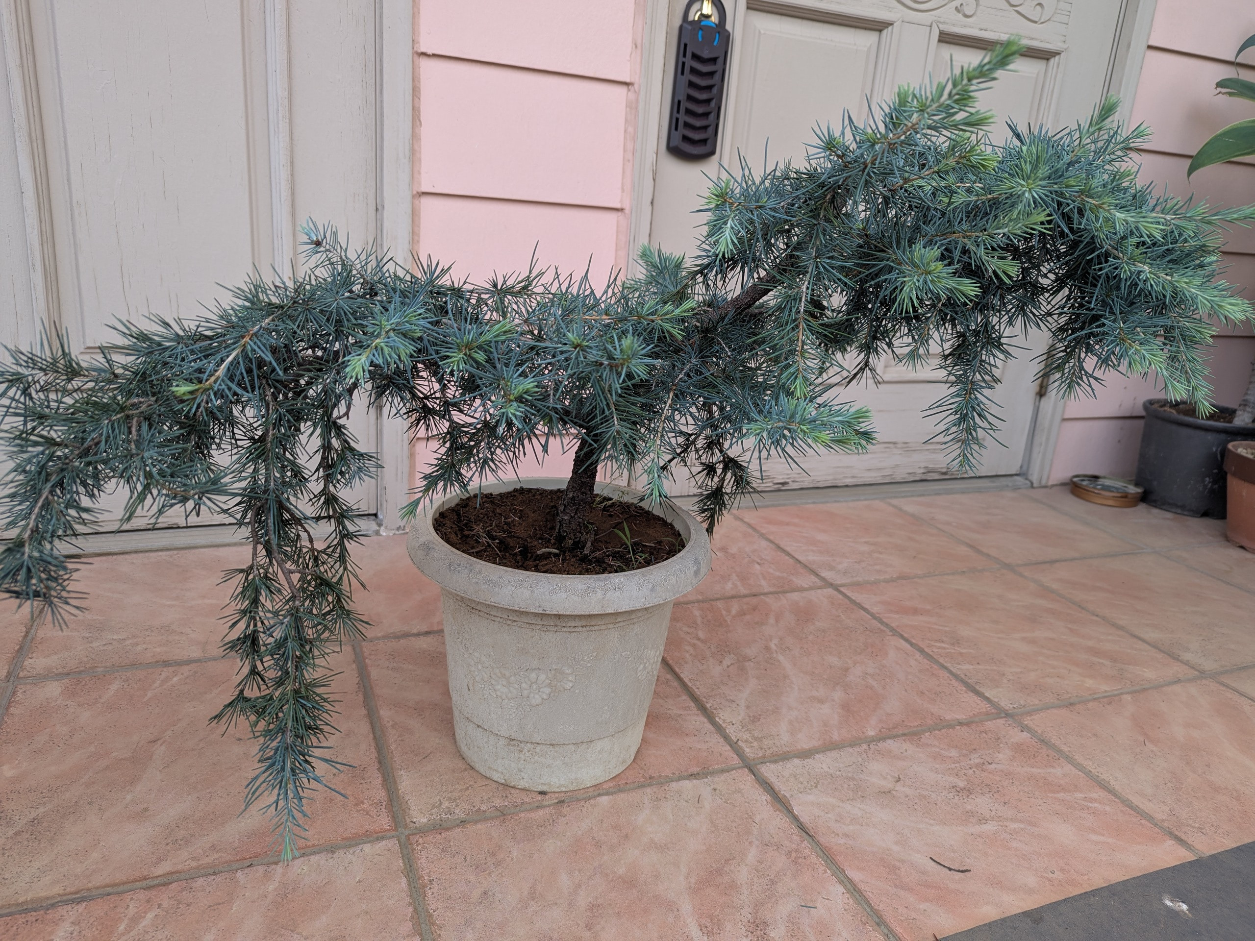 ヒマラヤスギ フィーリンブルー 【公式通販】