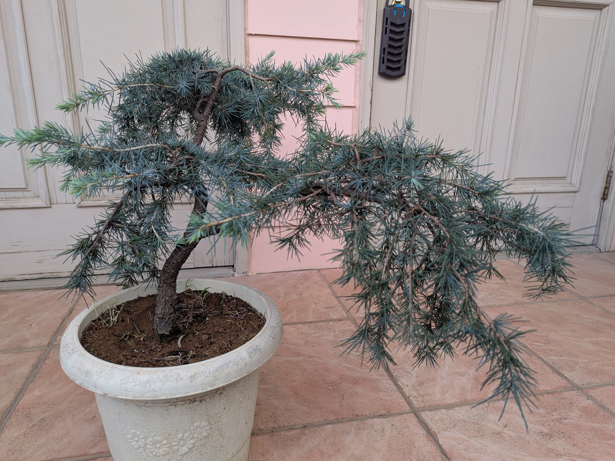 ヒマラヤスギ　フィーリンブルー ヒマラヤシーダー cedrusdeodara フィーリンブルー ヒマラヤスギ