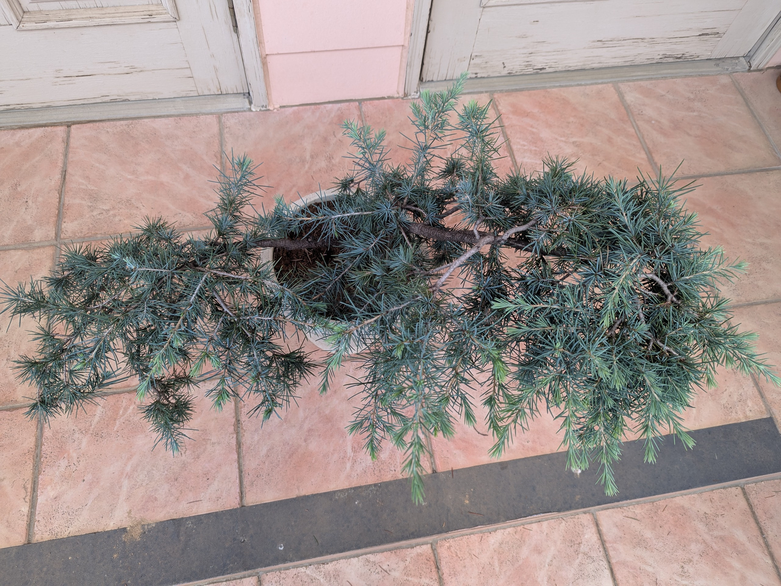 ヒマラヤスギ　フィーリンブルー ヒマラヤシーダー「フィーリングブルー」 | dukeのコニファー