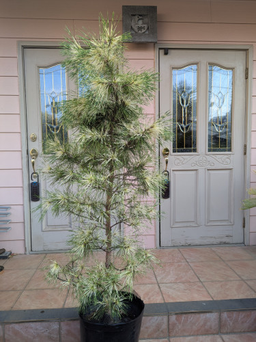 プンゲンストウヒ ポプシー スーパブルー グロボーサ を中心に販売し