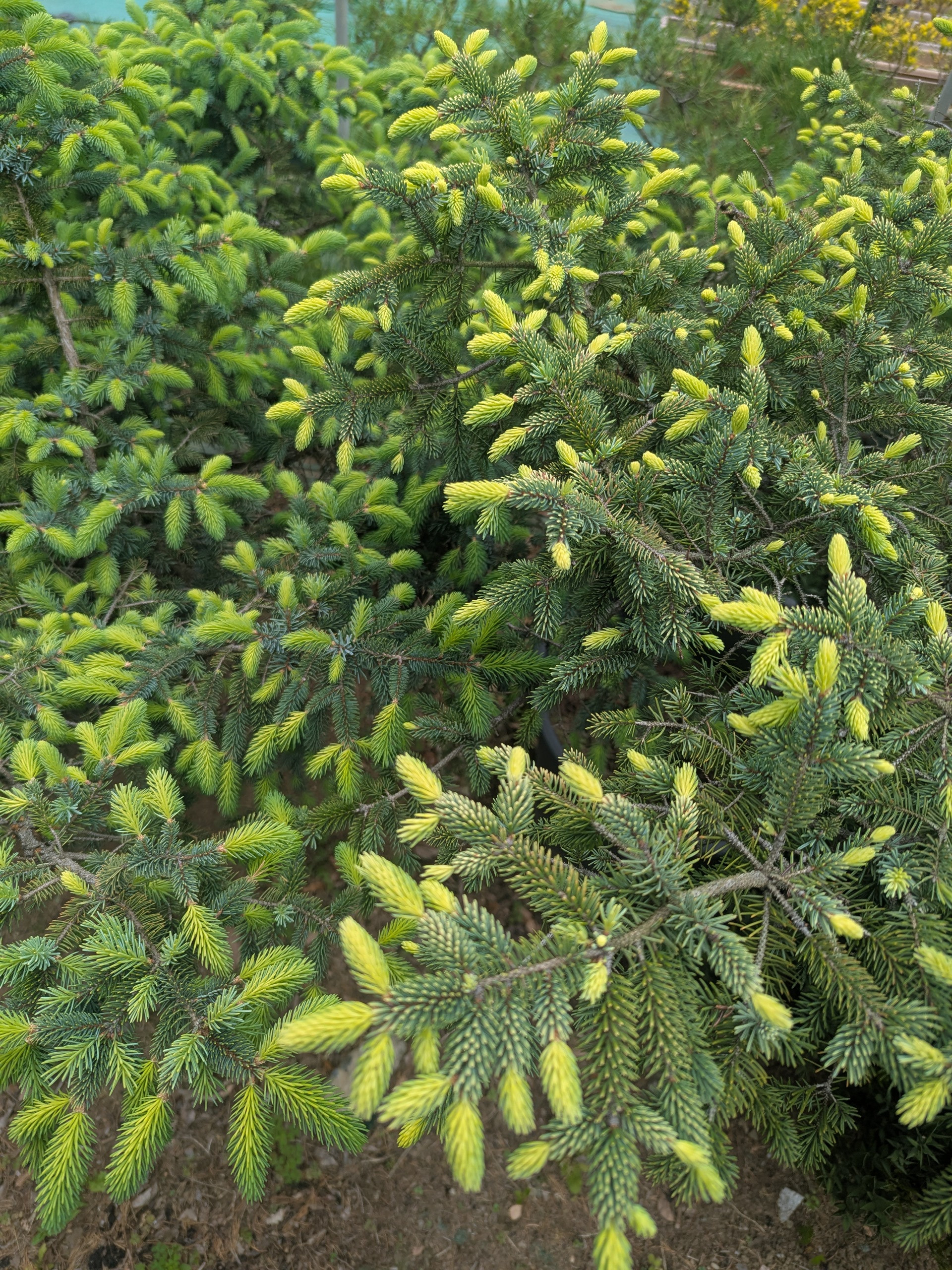 スペインモミ Abies pinsapo アビエス ピンサポ - ポプシーシルバーリーフ