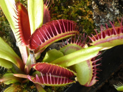 venus-flytrap-1531345_1920.jpg