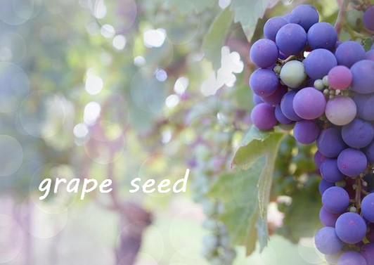 grapeseed夏.jpg