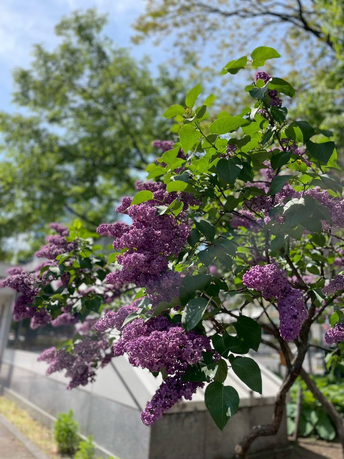 6月