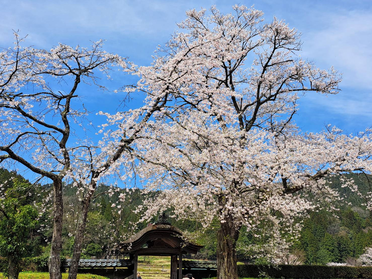 4/1より価格改定させていただきます🙇‍♀️
