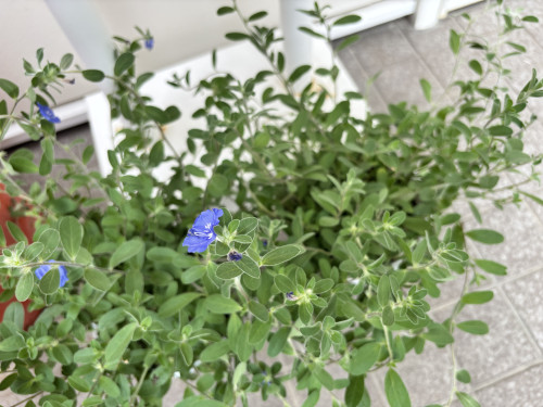 IMG_8330.jpeg