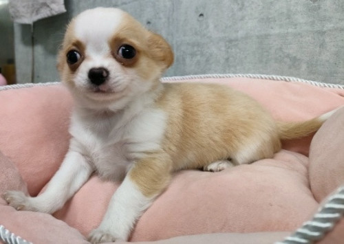 チワワ（ロング）男の子　8月22日生　¥132.000（税込） 