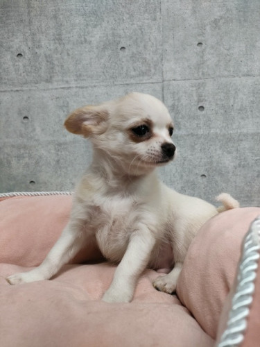チワワ（ロング）男の子　8月22日生　¥77.000（税込） 