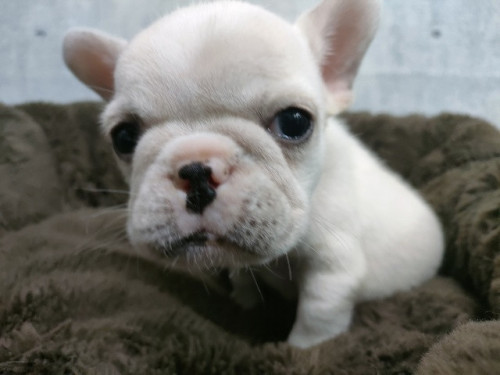 フレンチブルドッグ　女の子　10月7日生　¥242.000（税込）
