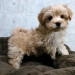 マルプー（マルチーズ×Tプードル）女の子　10月5日生　¥198.000（税込）
