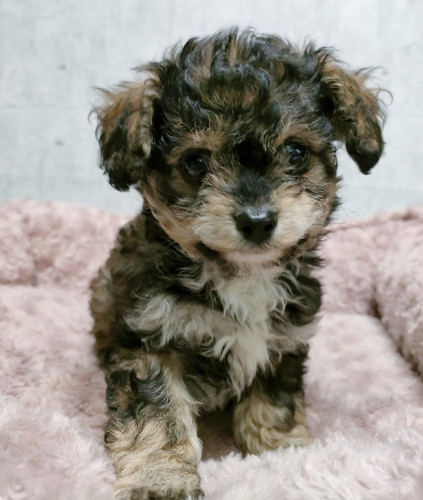 チワプー（チワワ×Tプードル）　男の子　11月7日生　¥154.000（税込）　※お引渡しは1月3日以降になります