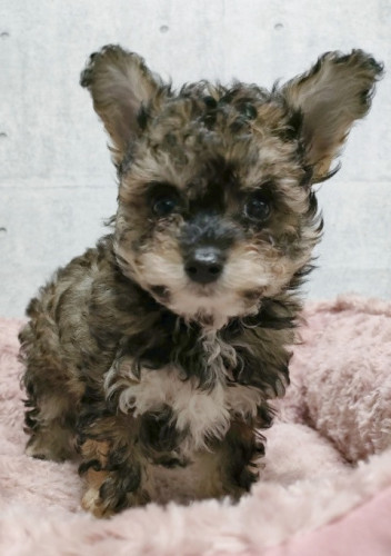 チワプー（チワワ×Tプードル）　男の子　11月7日生　¥154.000（税込）　※お引渡しは1月3日以降になります