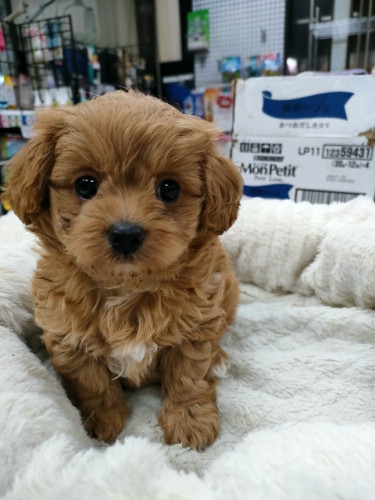 チワプー（チワワ×Tプードル）　女の子　12月17日生　¥187.000（税込）　※お引渡しは2月11日以降になります
