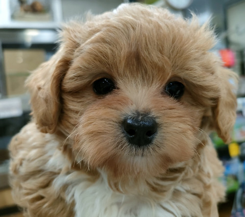 チワプー（チワワ×Tプードル）　女の子　12月17日生　¥220.000（税込）　※お引渡しは2月11日以降になります