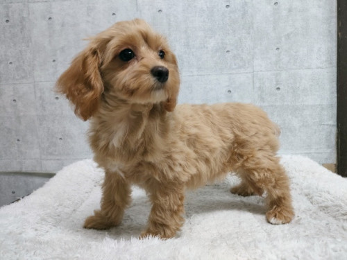 チワプー（チワワ×Tプードル）　女の子　12月17日生　¥187.000（税込）　