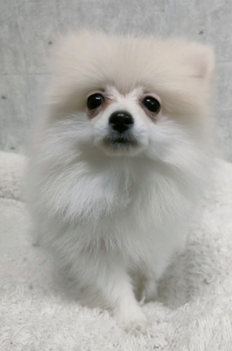 ポメラニアン　女の子　2025年12月14日生　¥220.000（税込）