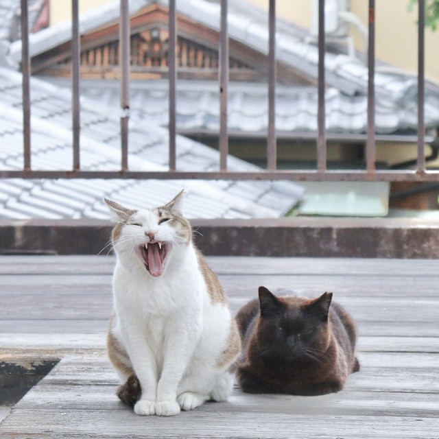 「にゃらまち猫祭り」 始まります！