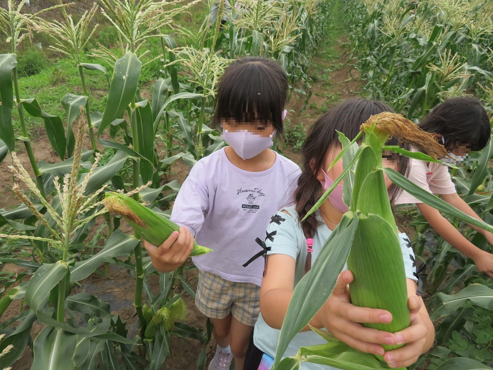 低学年1年2年生の　トウモロコシ収穫体験