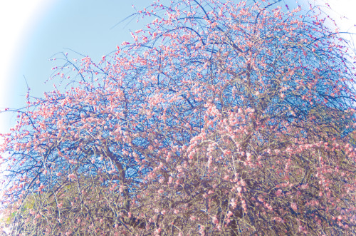 _DSC8076.jpeg