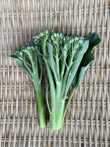 茎ブロッコリー　スティックセニョール頂花蕾.jpg