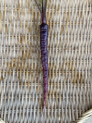ニンジン ダークパープル.jpg