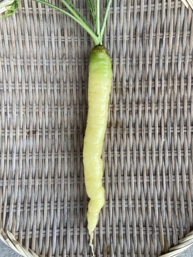 ニンジン ホワイトスティック.jpg
