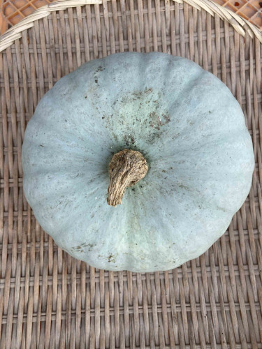 かぼちゃ　夢味.jpg