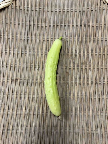 白黄うり.jpg
