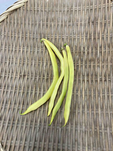 インゲン.jpg