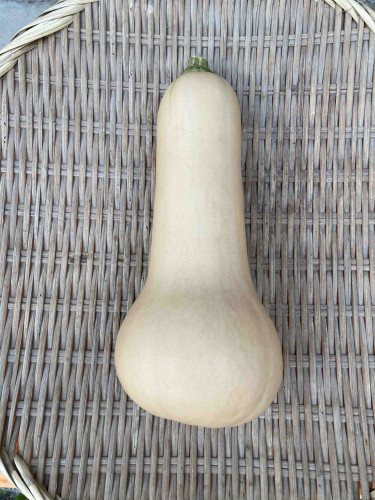 かぼちゃ　バターナッツ.jpg