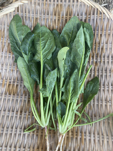 ホウレンソウ.jpg